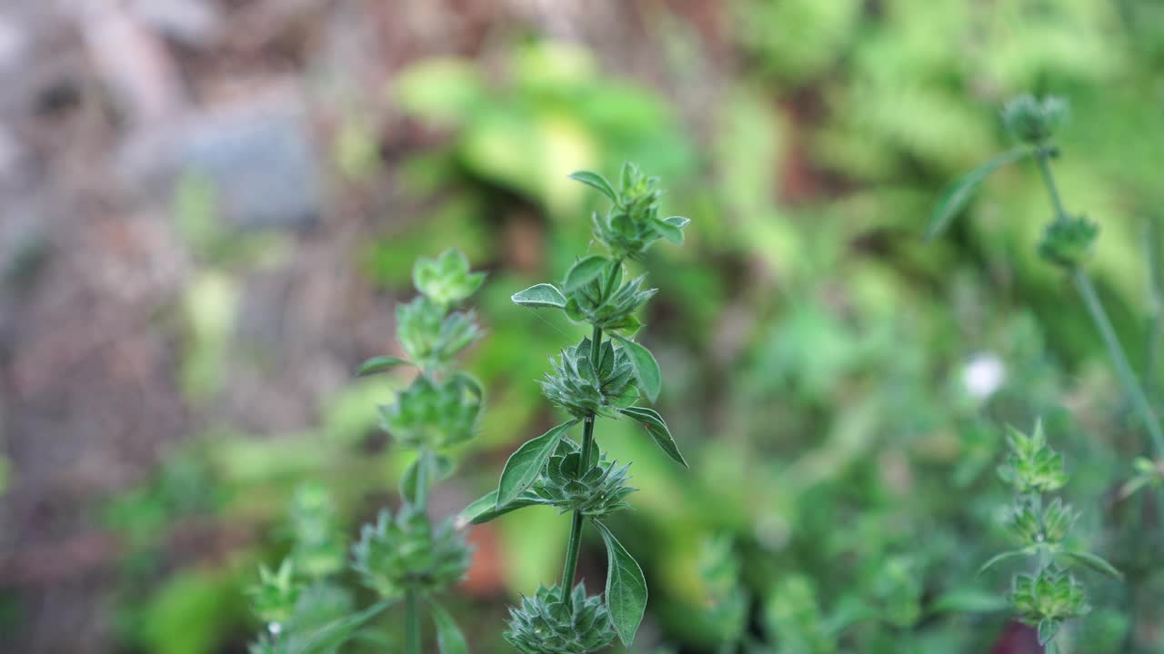 花园里的双翅目蜈蚣视频素材