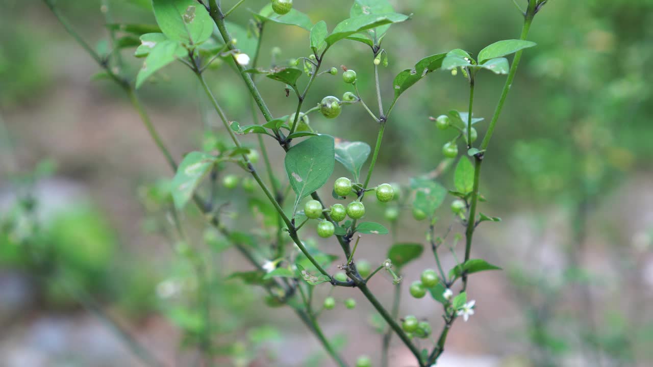 花园里的美洲龙葵视频素材