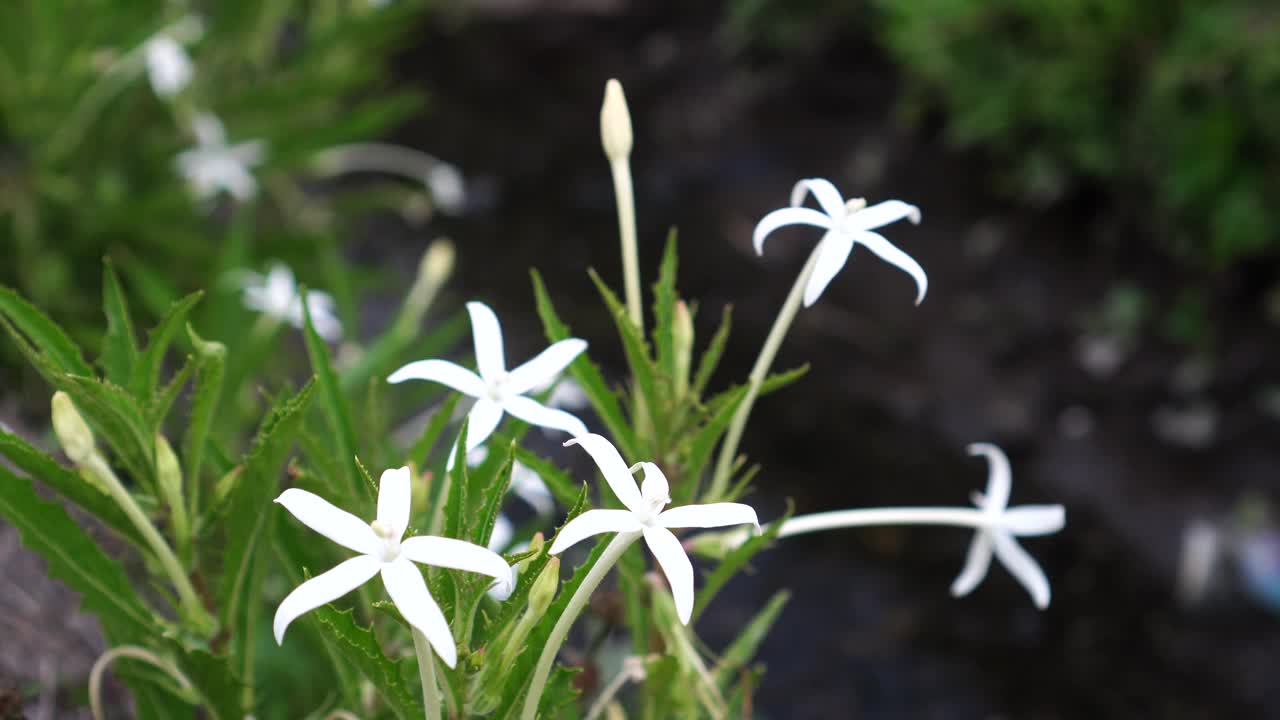 花园里的长形海马驹视频素材