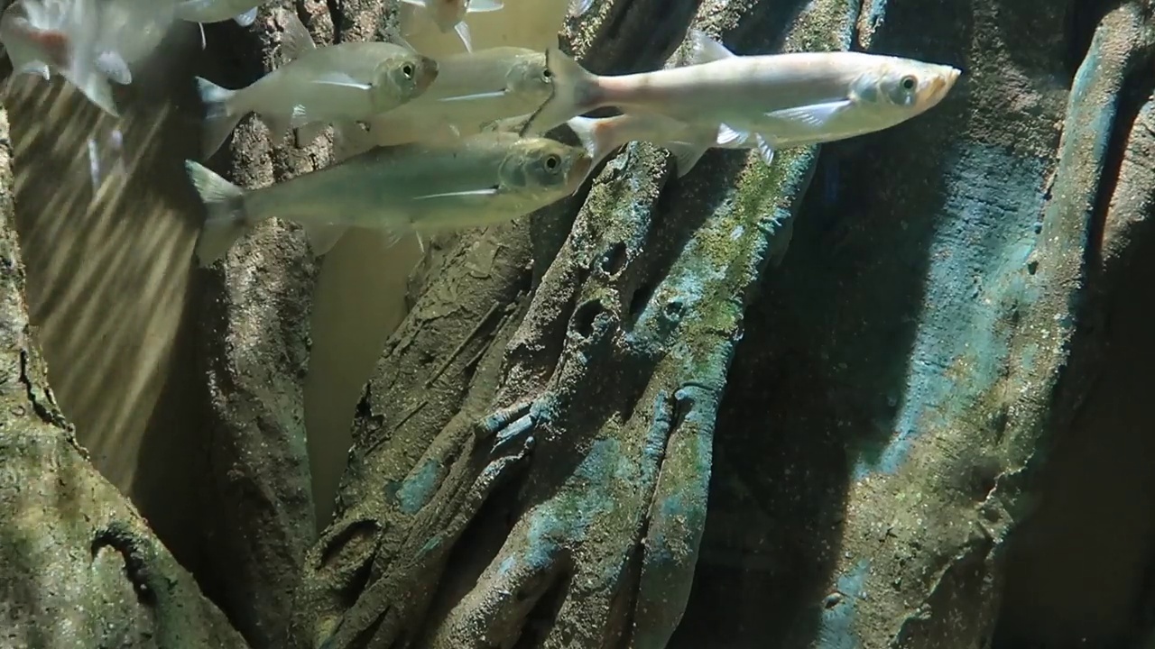 水族馆鱼缸里展示的海洋生物。视频素材