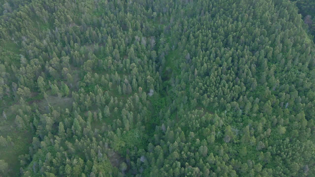 4K鸟瞰图飞越绿色森林的乡村景观，山松，印度尼西亚
无人机鸟瞰图视频素材