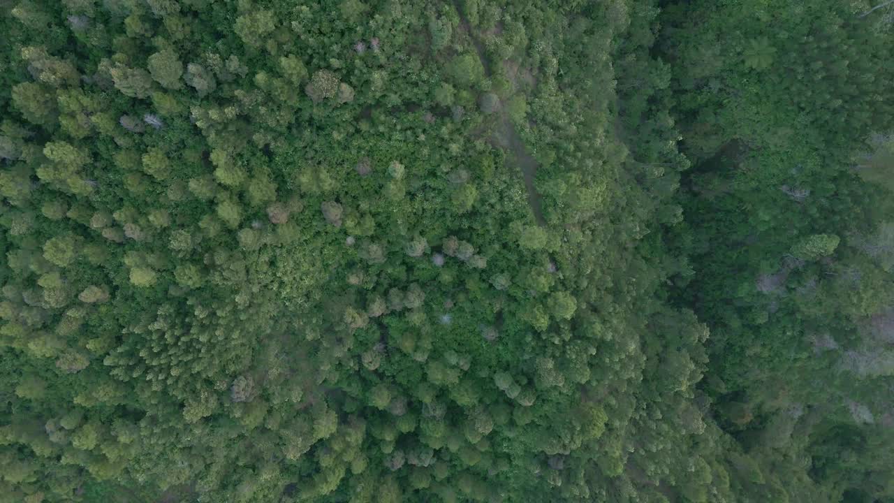 飞越热带森林的树梢。无人机俯瞰的热带雨林和峡谷。自顶向下视图。正上方——4K，印度尼西亚视频素材