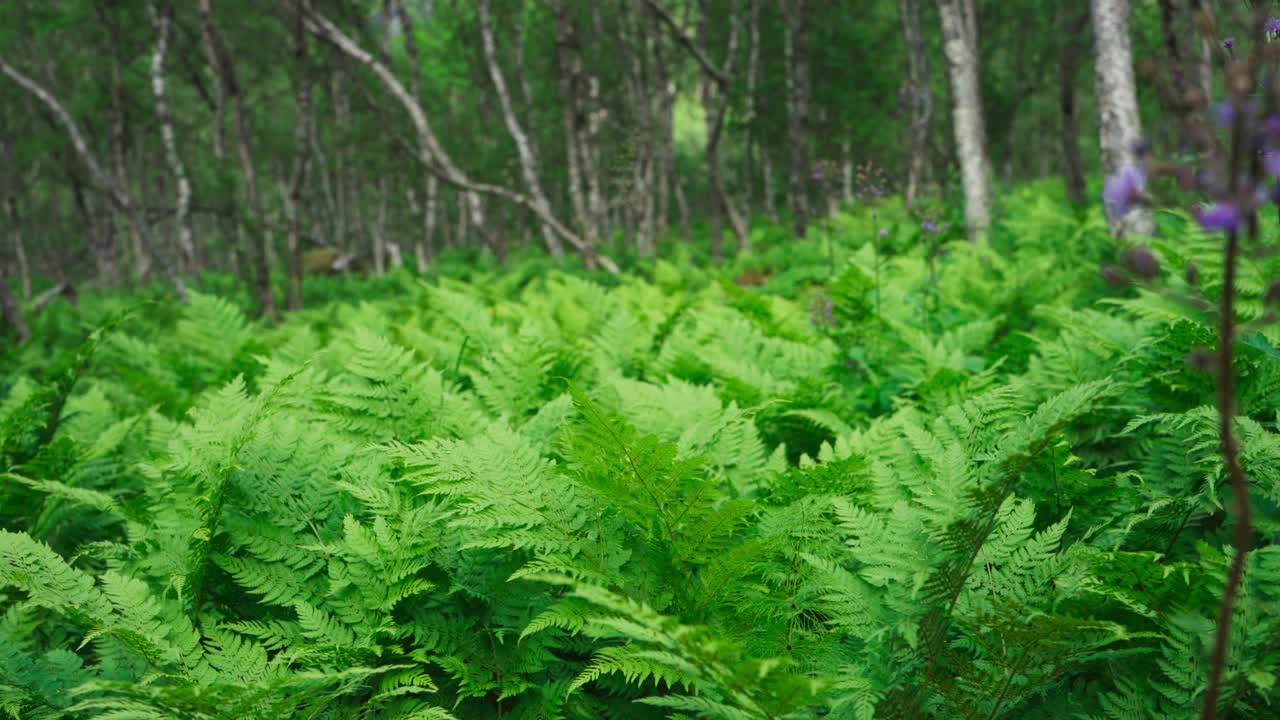 郁郁葱葱的绿色蕨类植物生长在热带森林。宽视频素材