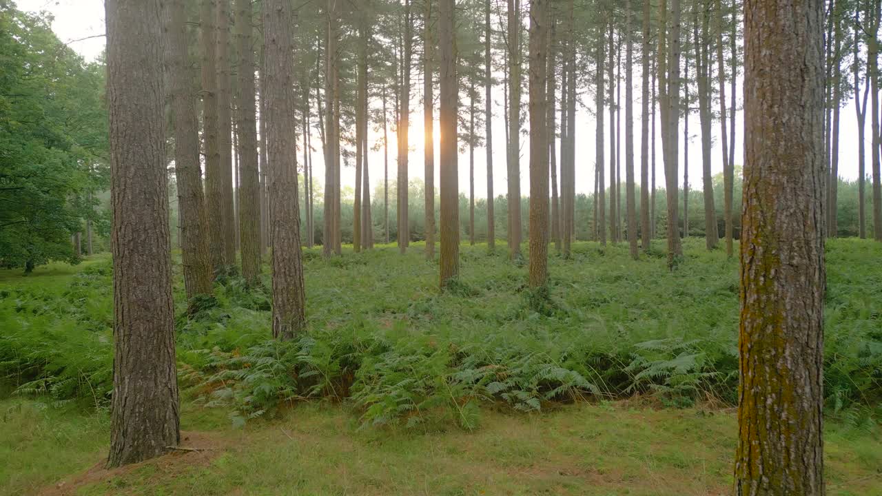 日出时森林树干与绿色地面的风景。多莉拍摄视频素材