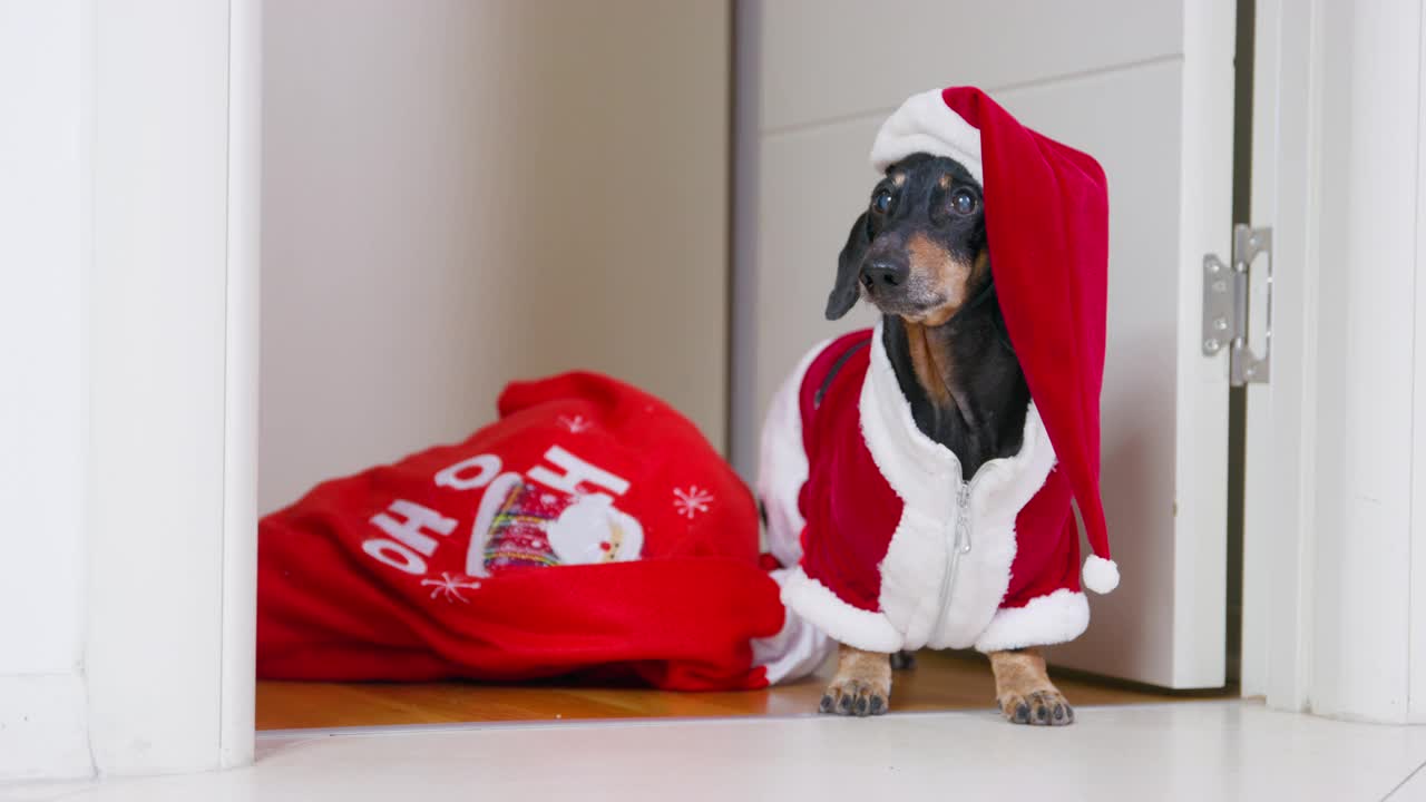 家里两只腊肠狗圣诞老人服装红帽包礼物祝贺圣诞节视频素材