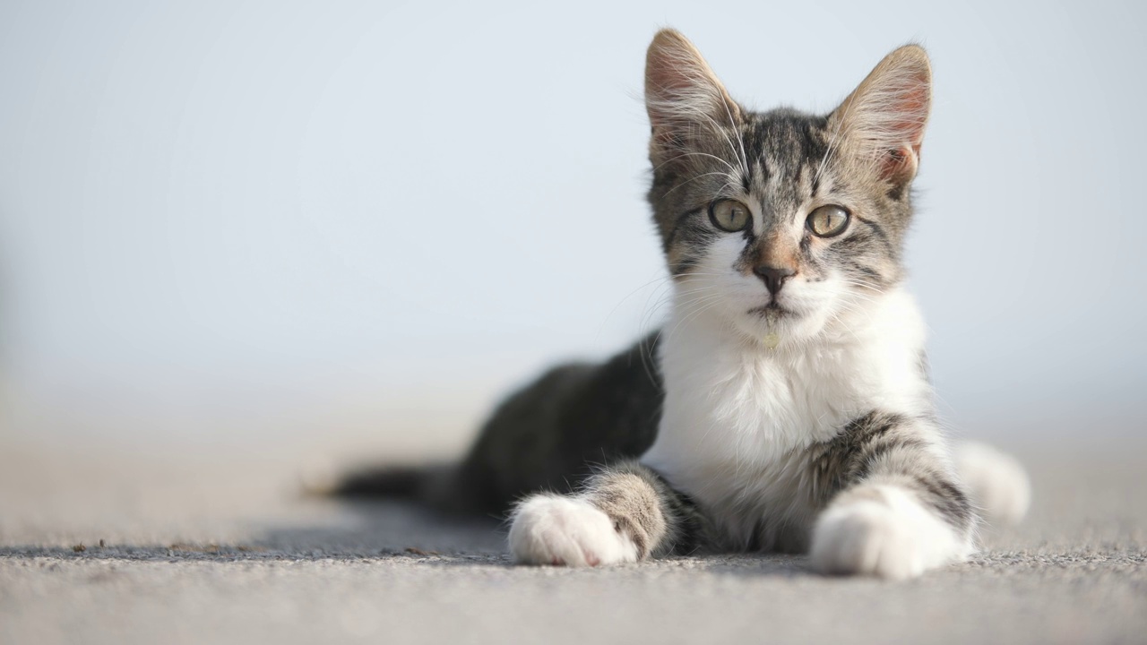 斑纹流浪猫。视频素材