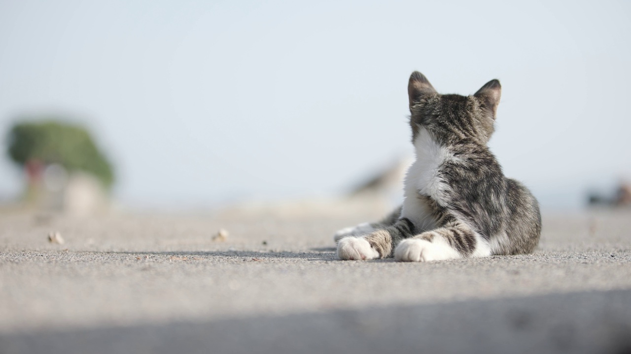 斑纹流浪猫。视频素材