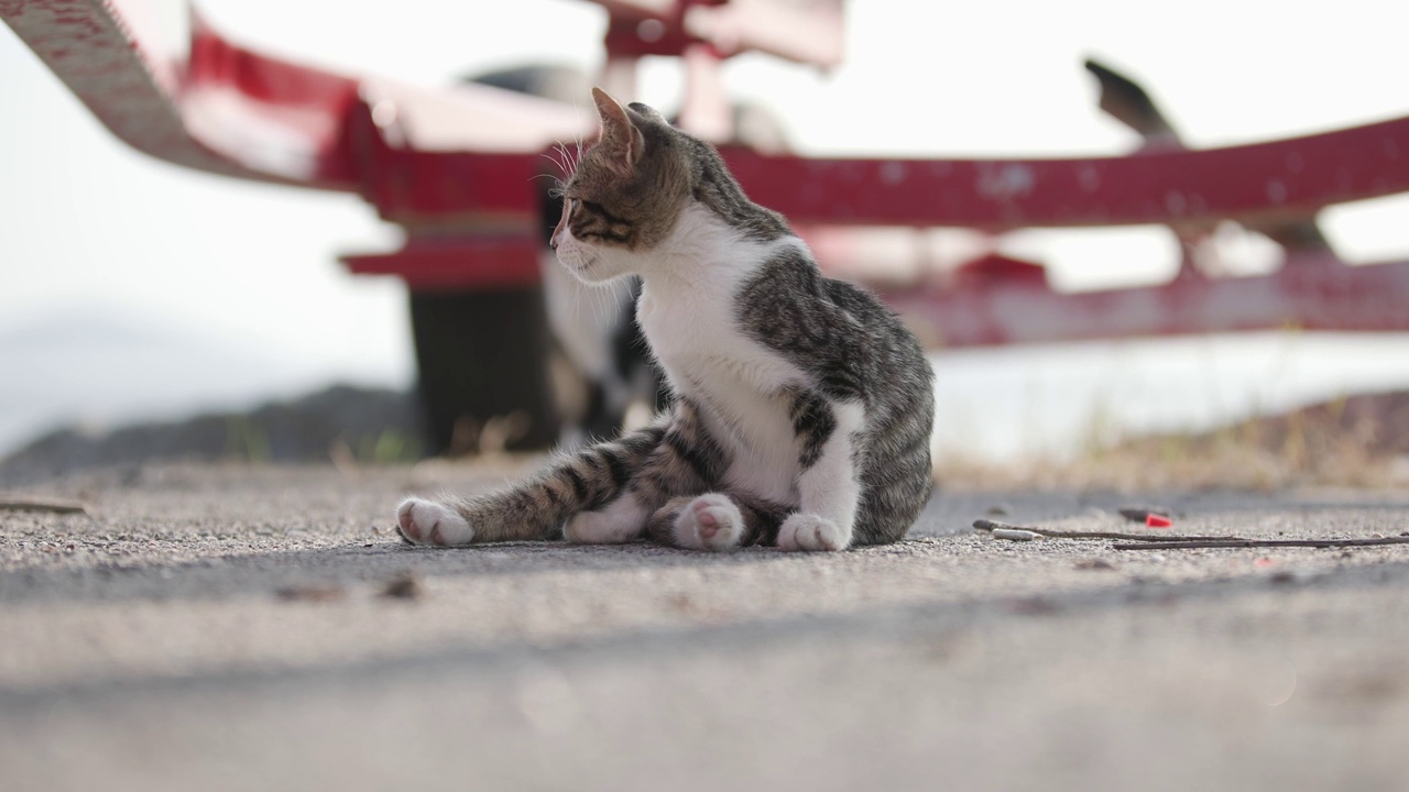 斑纹流浪猫。视频素材