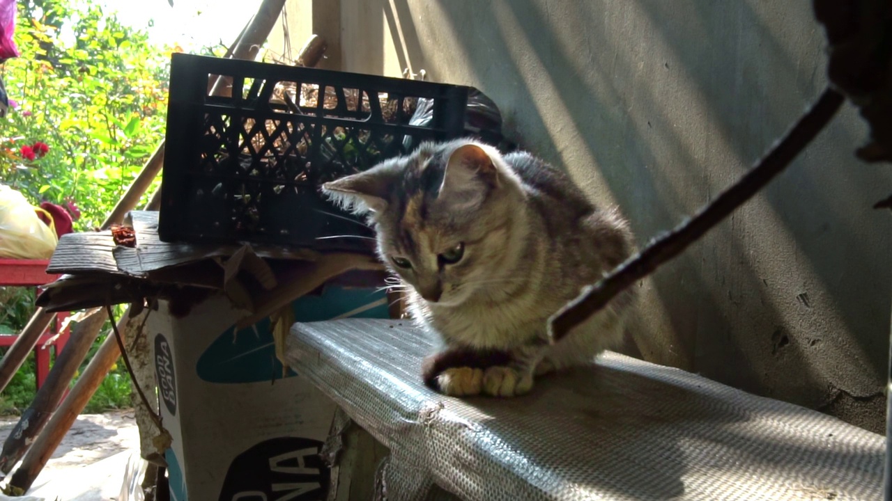 孤独的流浪猫睡在窗台上呼吸新鲜空气视频素材