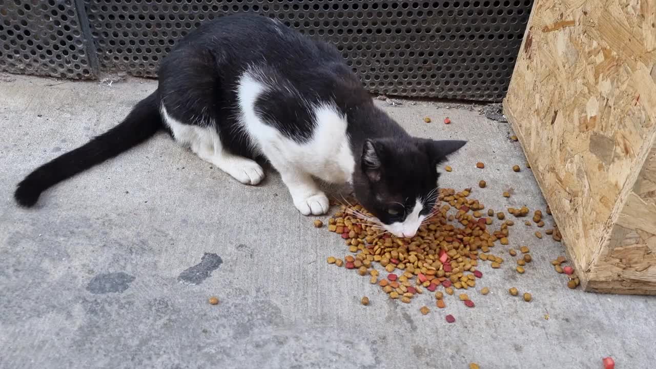 饿猫吃猫食视频素材