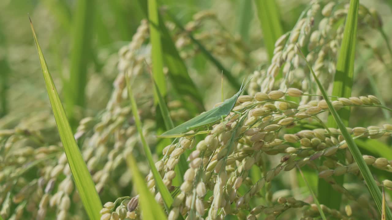 稻田里的稻穗和蚱蜢。视频素材