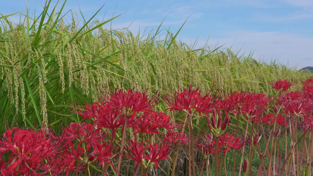 higan花和稻穗。视频素材