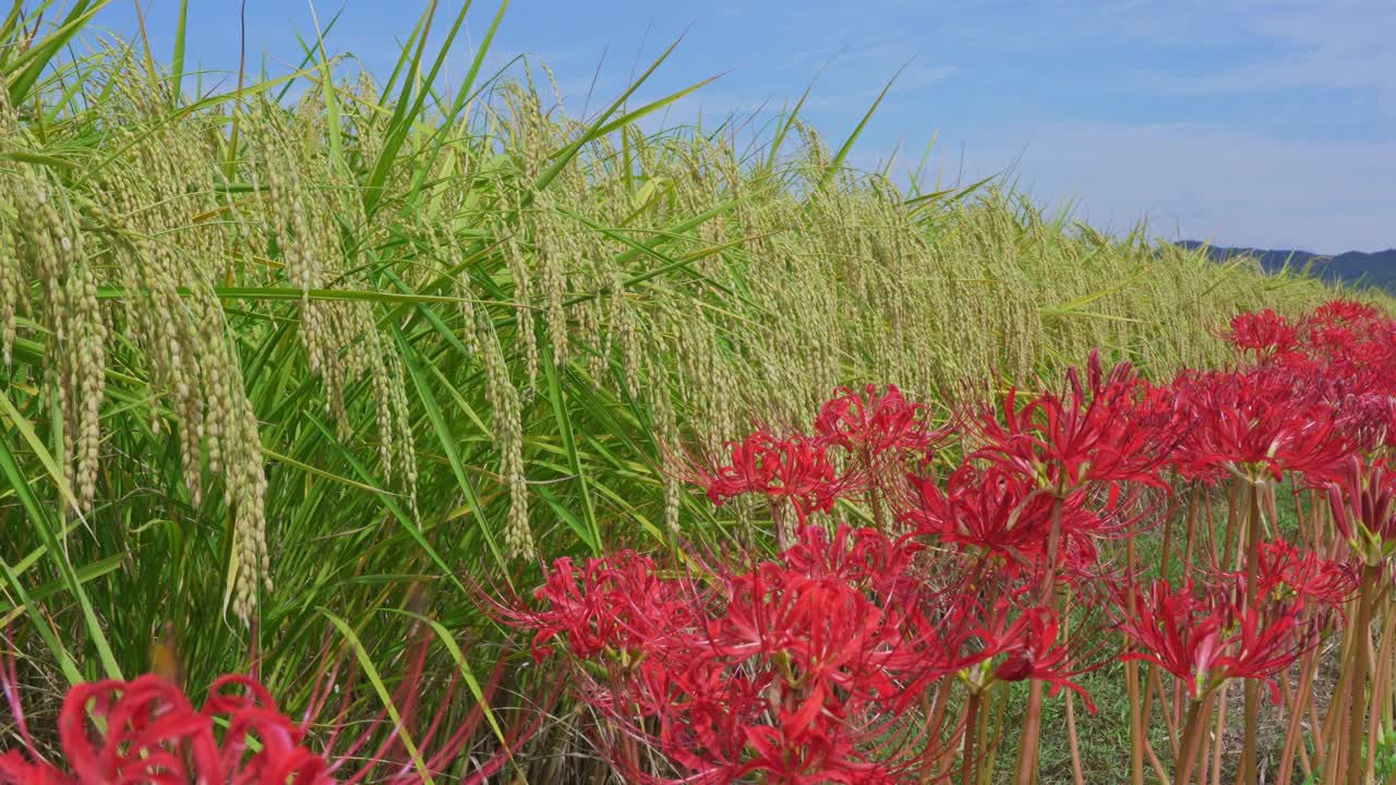 higan花和稻穗。视频素材