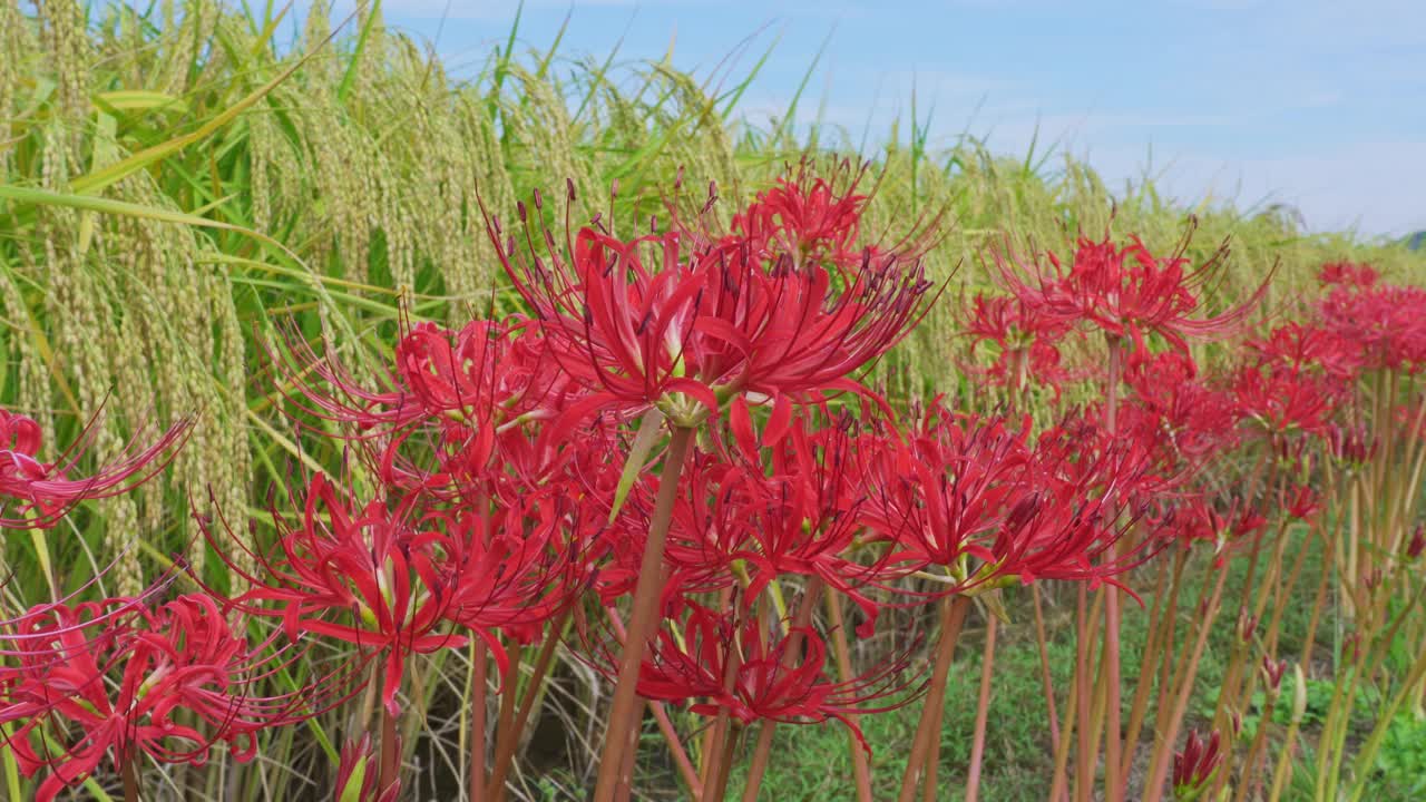 higan花和稻穗。视频素材