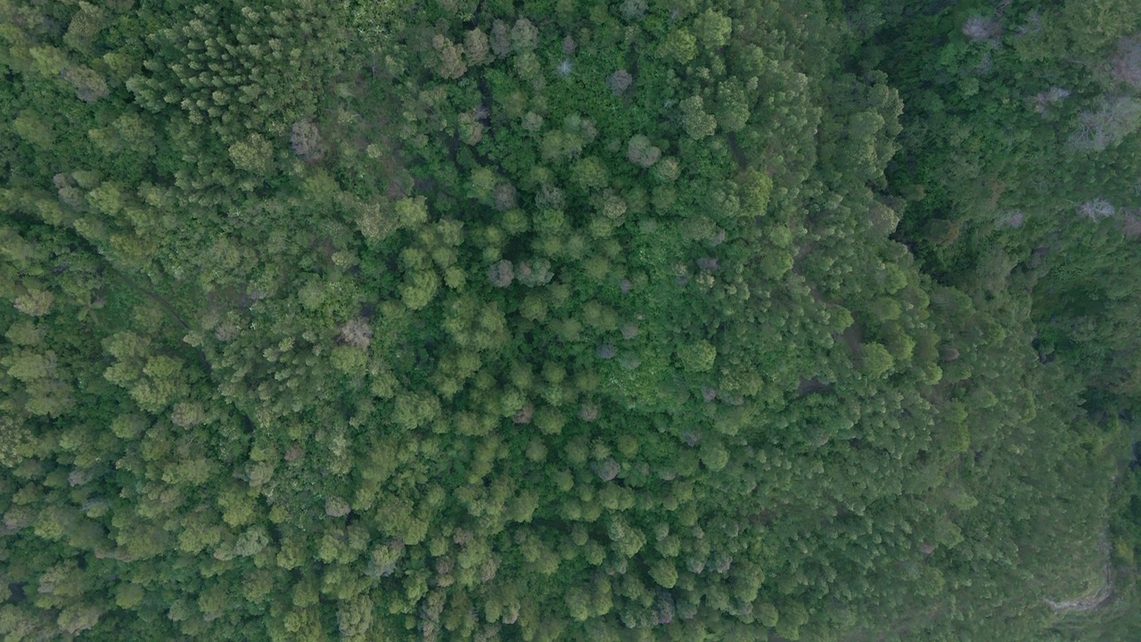 从绿色森林的高空无人机拍摄的树梢俯视视图。茂密雨林鸟瞰图。正上方- 4K视频素材