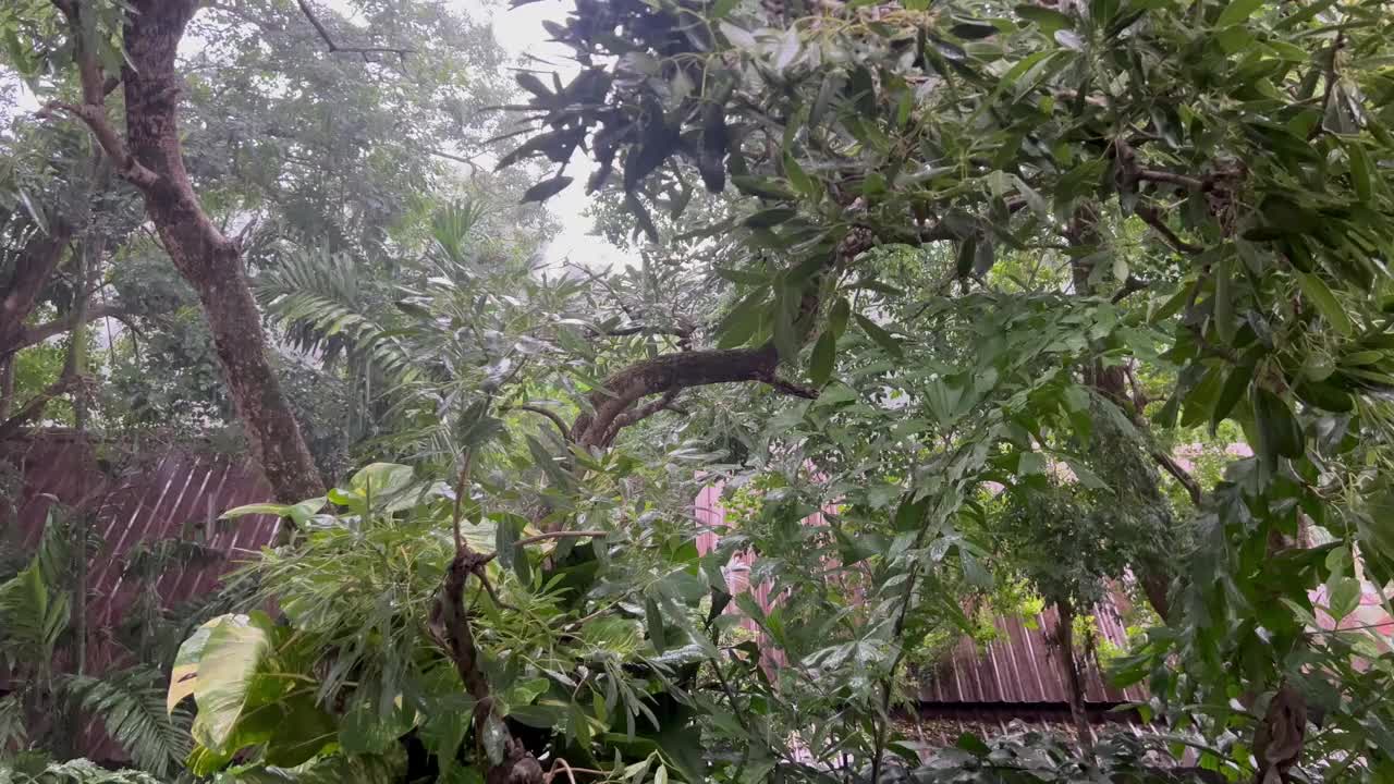 雨点落在后院的花园里。视频下载