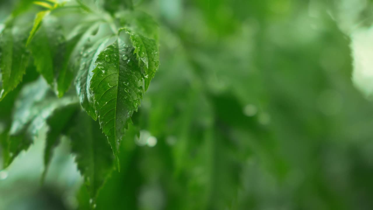 B卷——丛林中的降雨特写，雨滴落在树叶上，雨淋在茂密的森林中，绿色自然的概念。缓慢的运动。视频素材