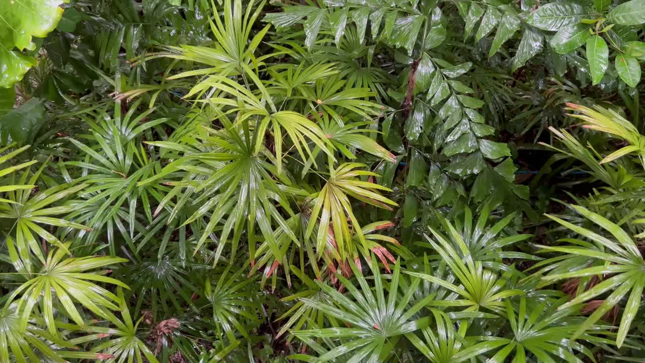 雨水落在一片绿叶上视频素材