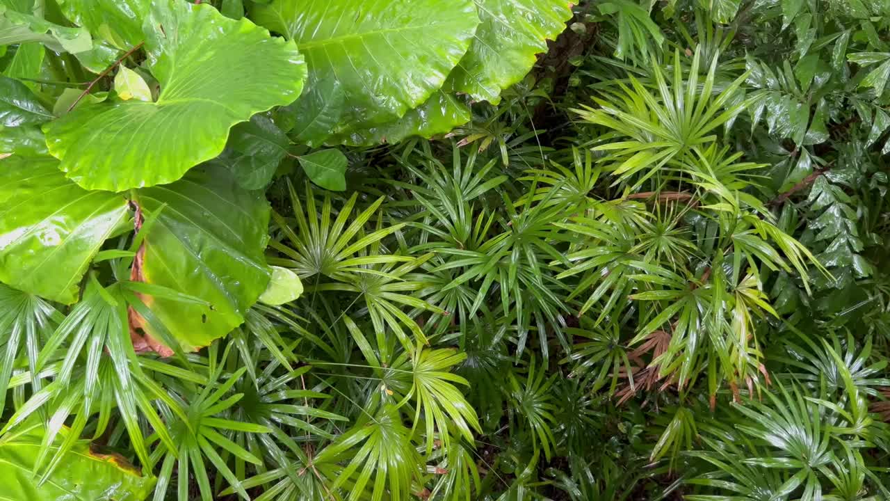 雨水落在一片绿叶上视频素材