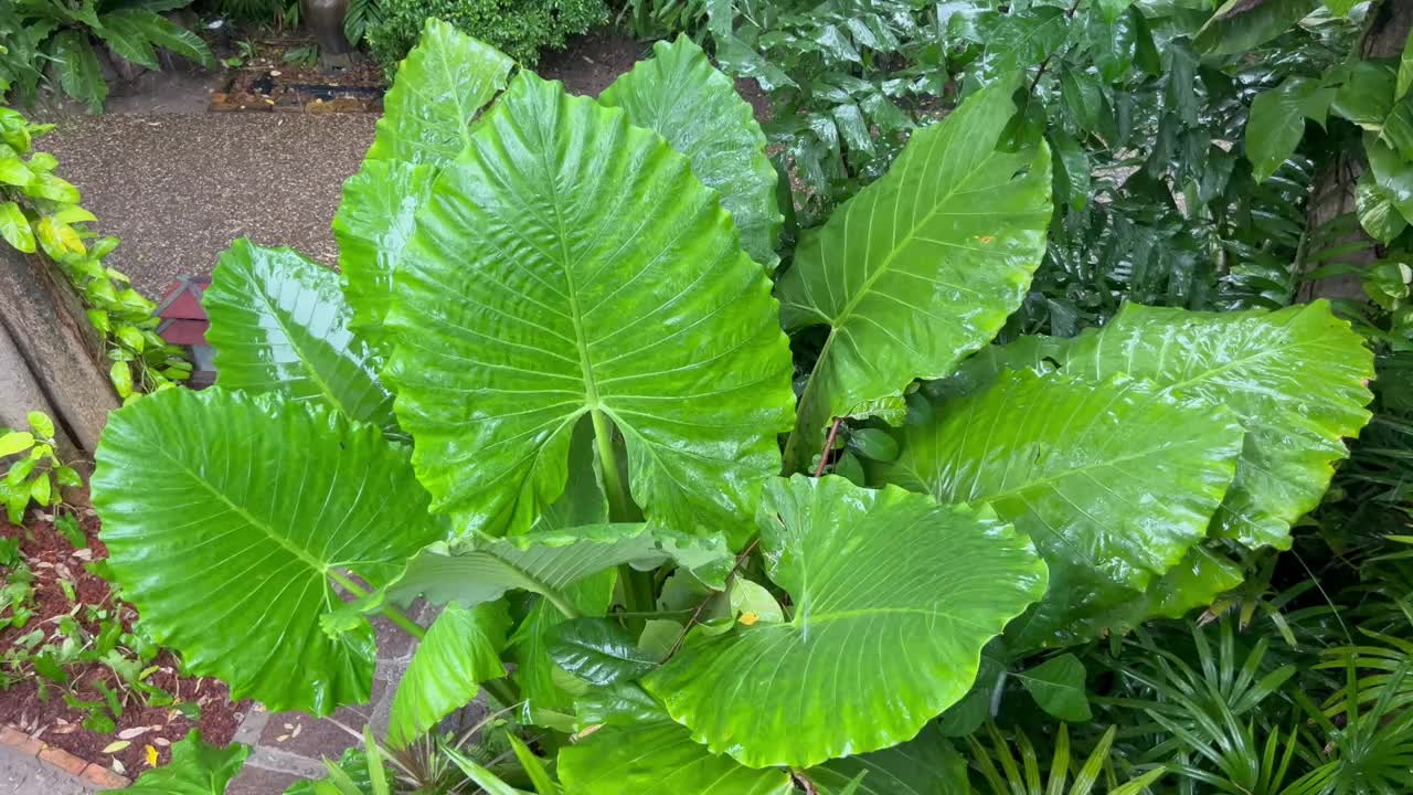 雨水落在一片绿叶上视频素材