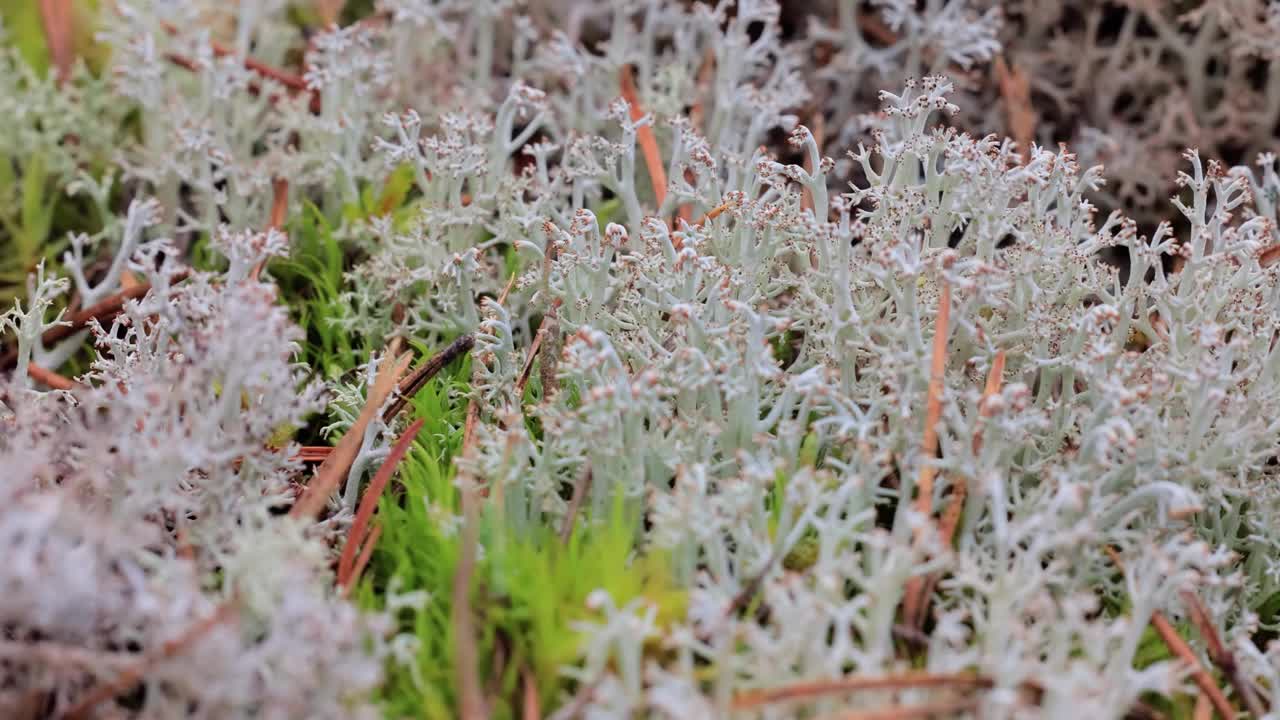 北极苔原地衣苔藓特写。毛地衣，又称驯鹿杯地衣。视频素材