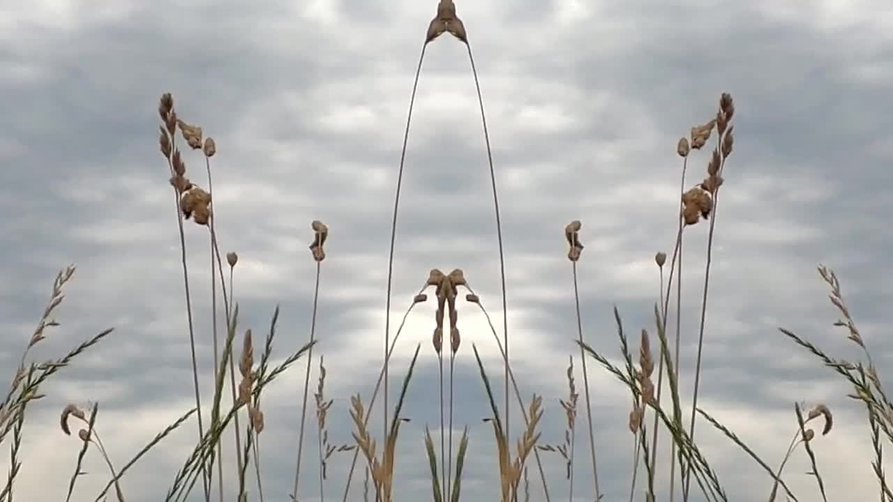 童话般的风景，鲜花和草地视频素材