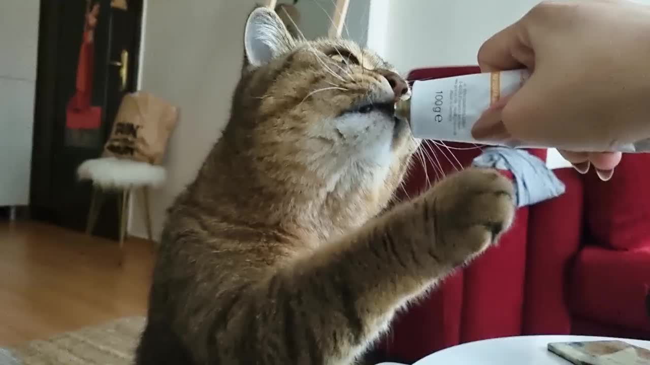 猫在舔猫食视频素材