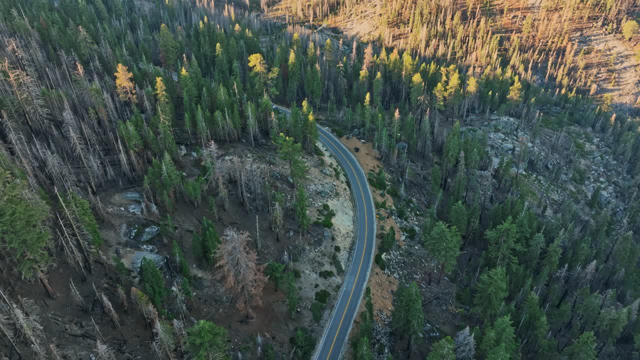 在森林中央的一条蜿蜒的道路视频素材