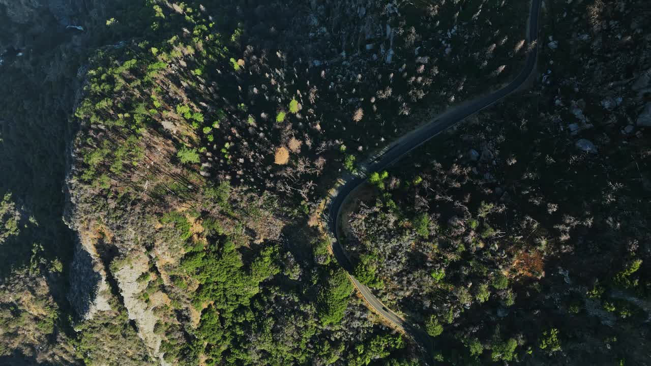 森林中央蜿蜒道路的鸟瞰图视频素材