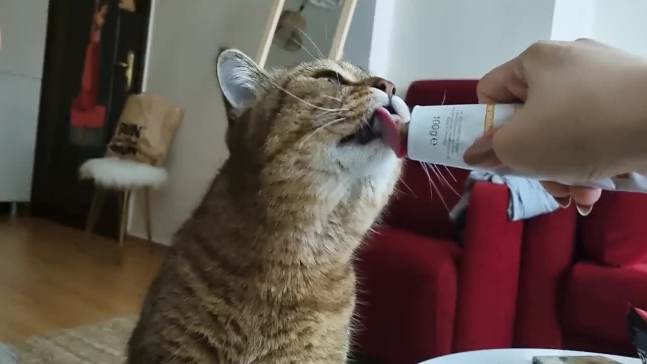 猫零食视频素材