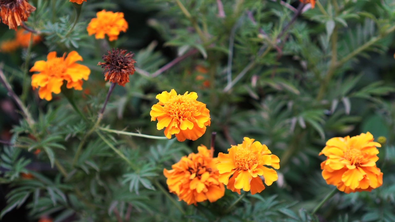 花园里的万寿菊视频素材