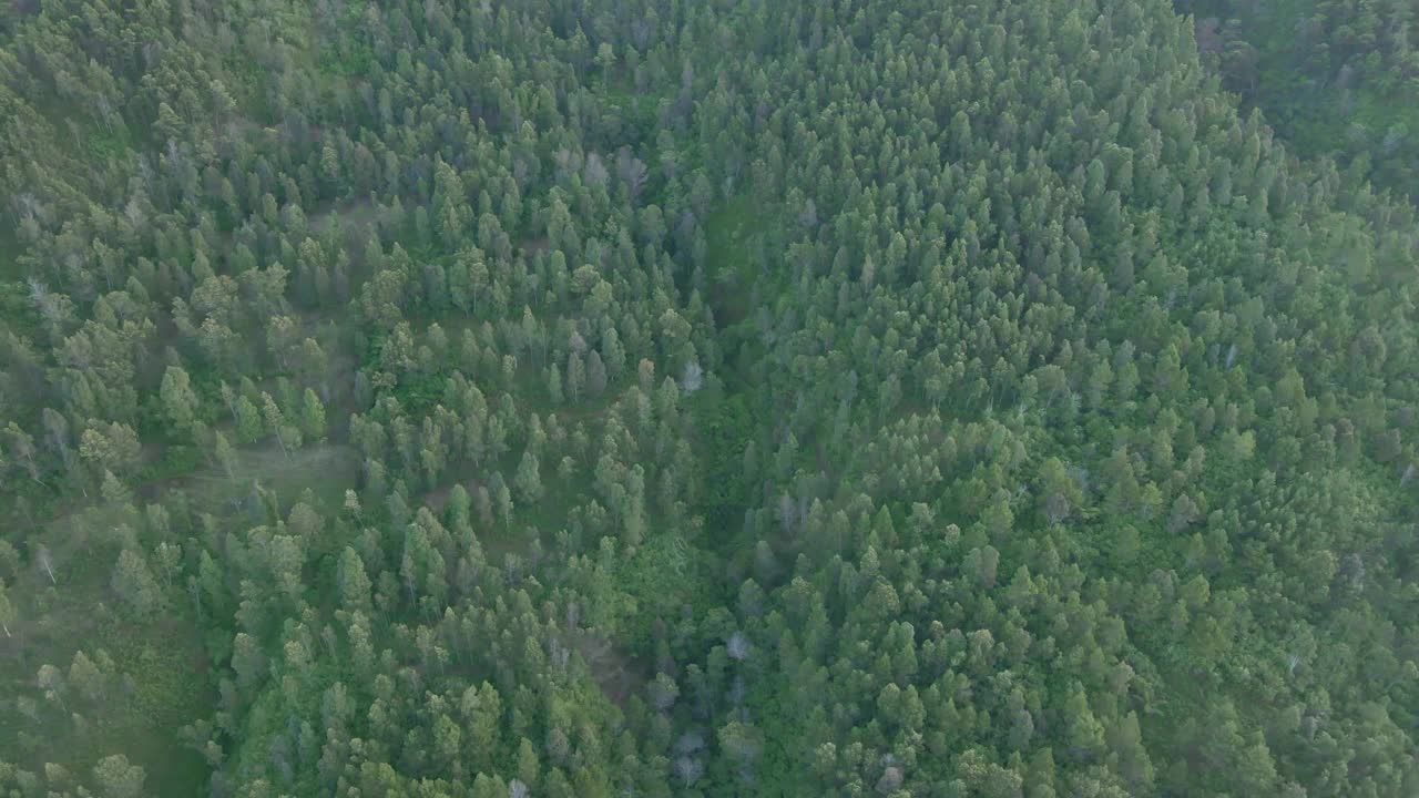 在阴沉的早晨，鸟瞰无人机拍摄了印度尼西亚茂密的热带雨林。森林树顶鸟瞰图- 4K视频素材