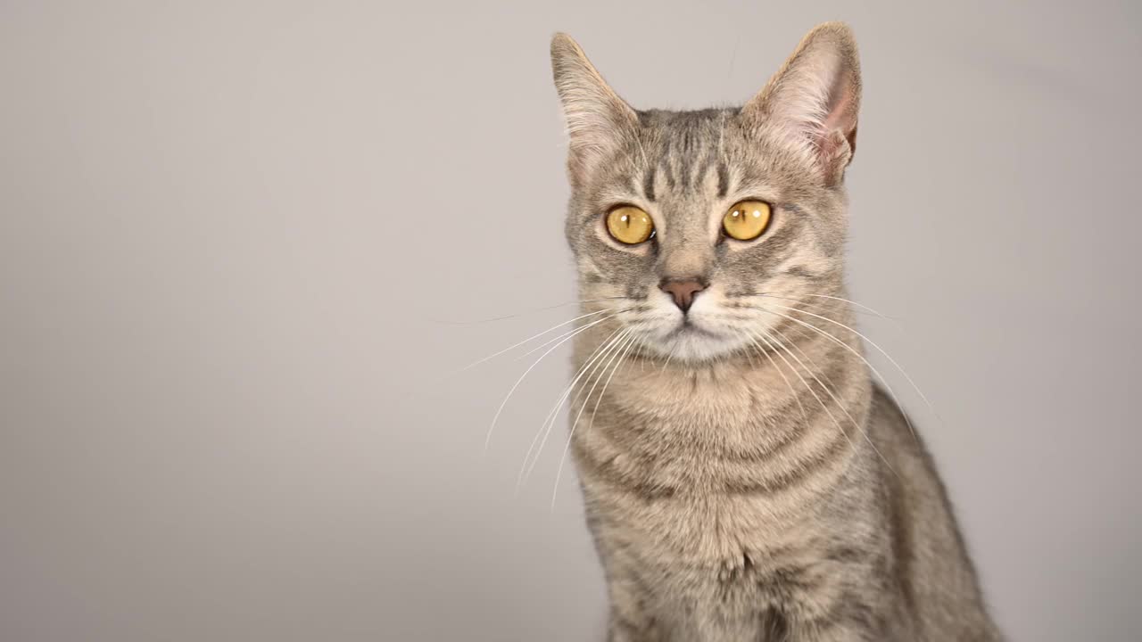 表情丰富的灰色虎斑猫，有着巨大的黄色眼睛视频下载