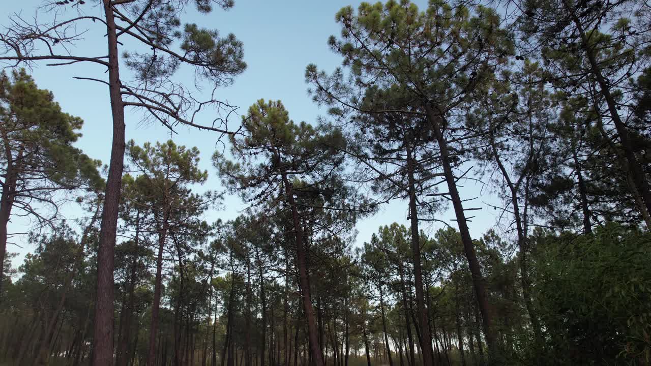 神秘的黑森林野生自然木材跟踪视频素材