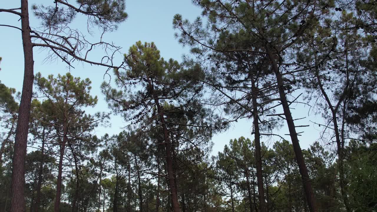 神秘的黑森林野生自然木材跟踪视频素材