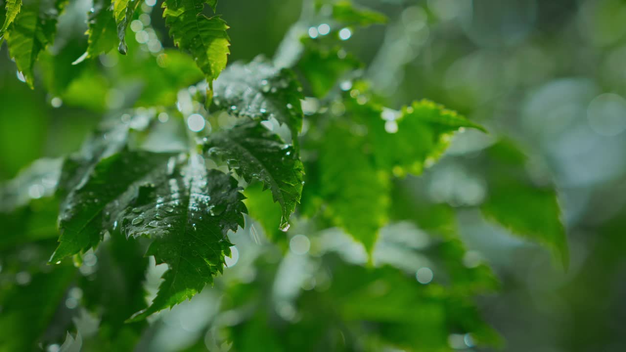 B卷——丛林中的降雨特写，雨滴落在树叶上，雨淋在茂密的森林中，绿色自然的概念。缓慢的运动。视频素材