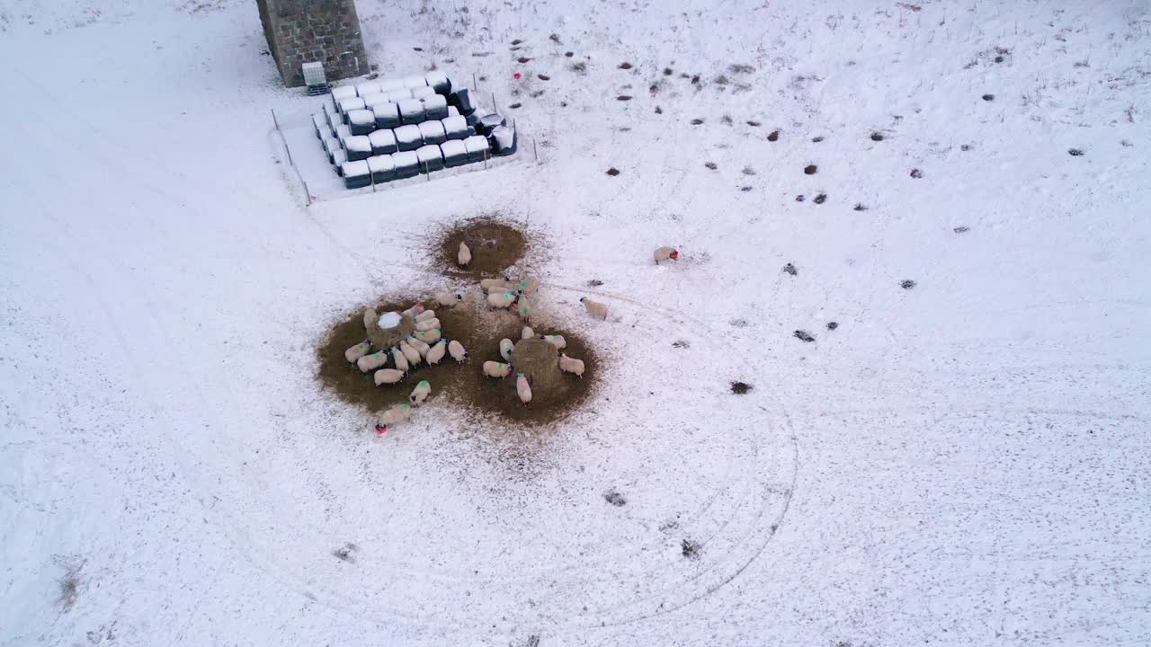 羊在雪地上吃干草的高角度照片。畜牧业和冬季农业。英国苏格兰视频素材