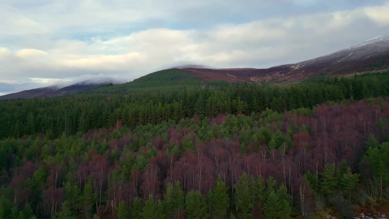 在寒冷的阴天，飞越树木繁茂的景观。滑动揭示针叶树和山的背景。英国苏格兰视频素材