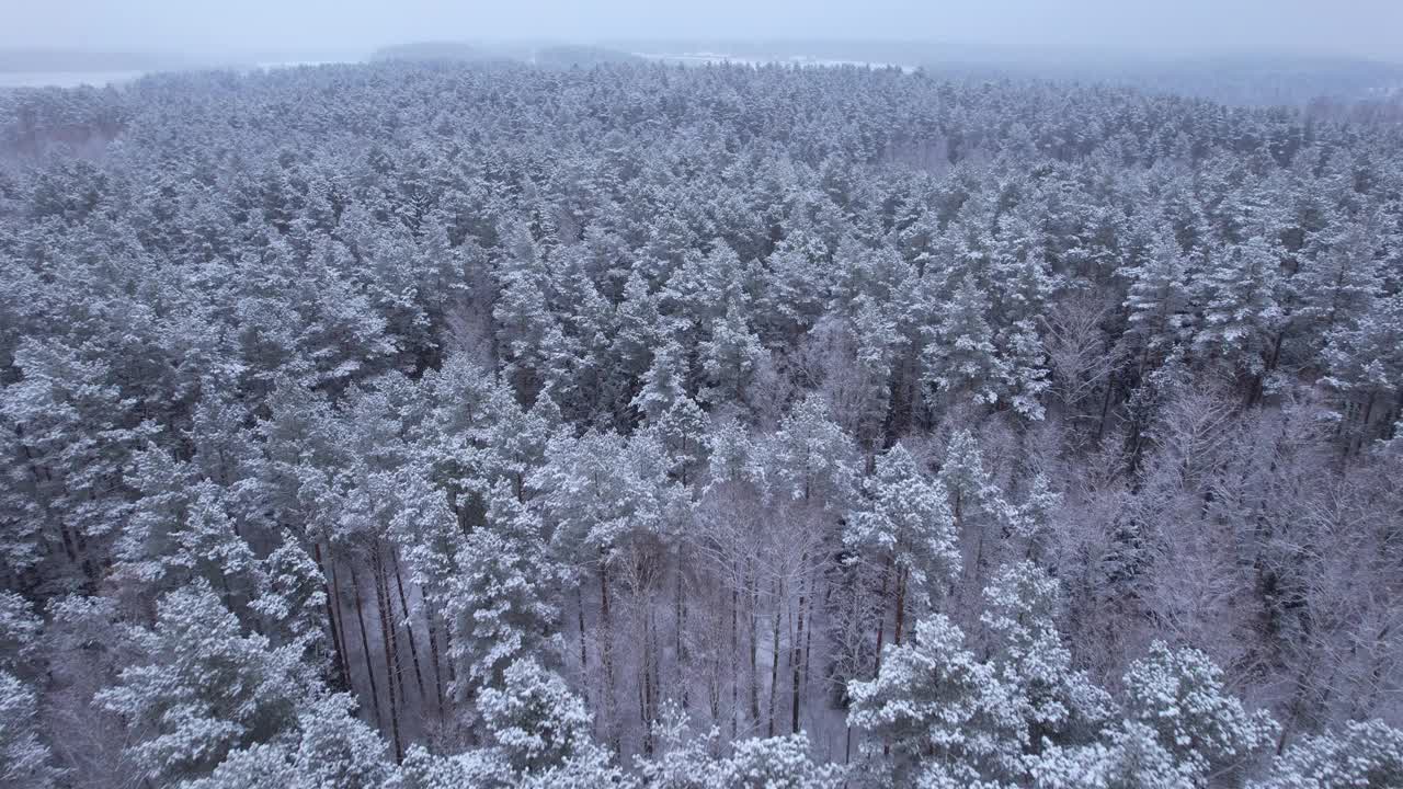 鸟瞰图在美丽的冬日，树梢被冰雪覆盖。在美丽宁静的冬日早晨，飞过令人惊叹的白松林。飞越波兰新雪覆盖的冬季森林。视频素材