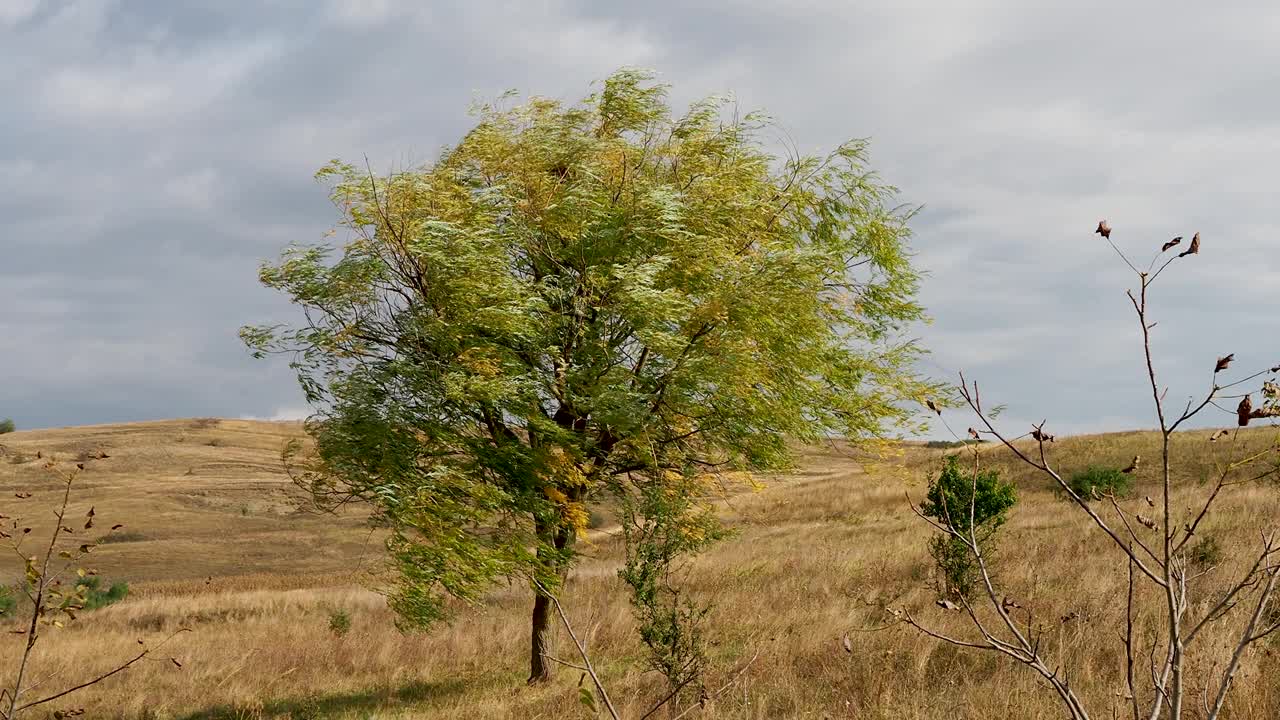 秋天，风吹在柳叶间。视频素材