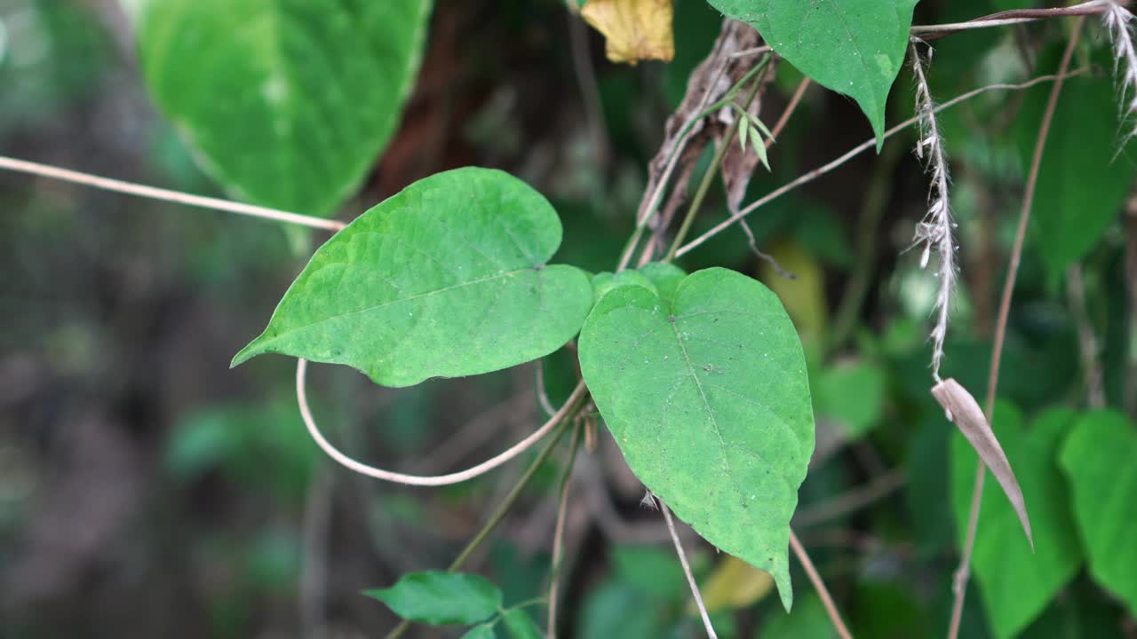 paederia麻视频素材