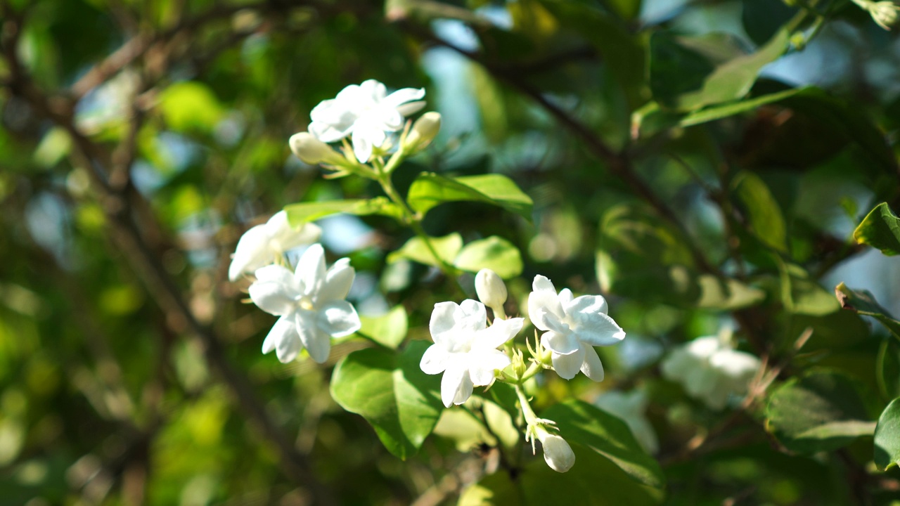 茉莉花视频素材