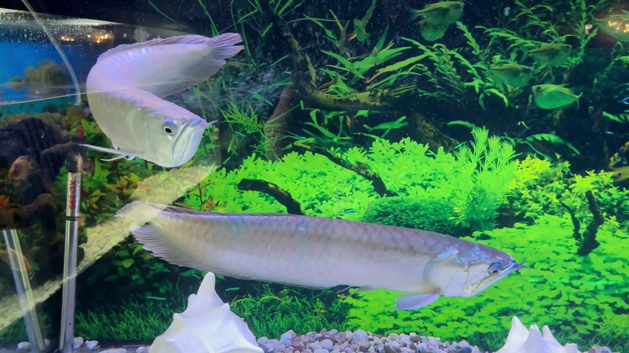 龙鱼在水族馆里游泳视频素材