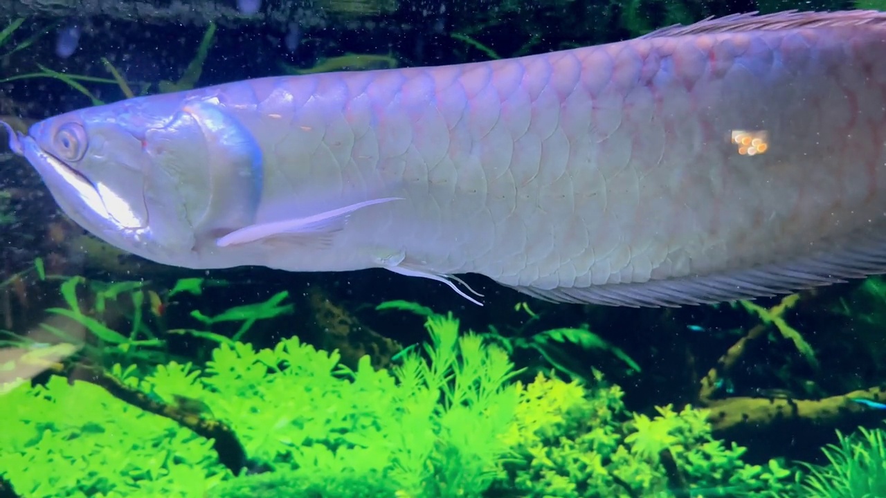 龙鱼在水族馆里游泳视频素材