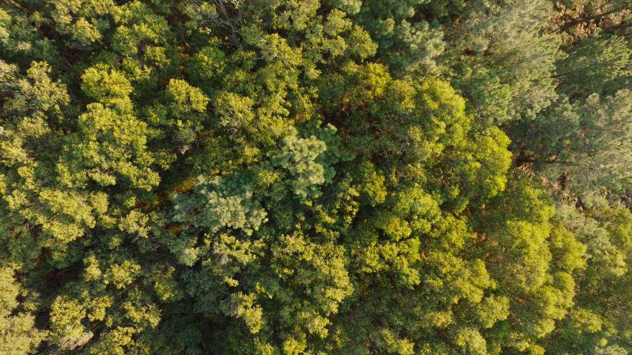 夏季茂密的绿色森林鸟瞰图。——空中视频素材