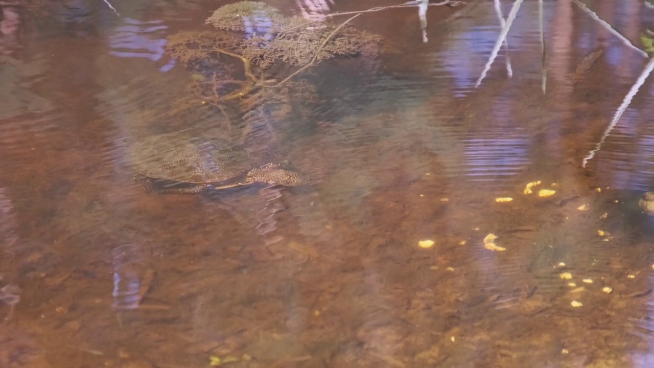 河龟沿着池塘底部在黄沙上爬行视频素材