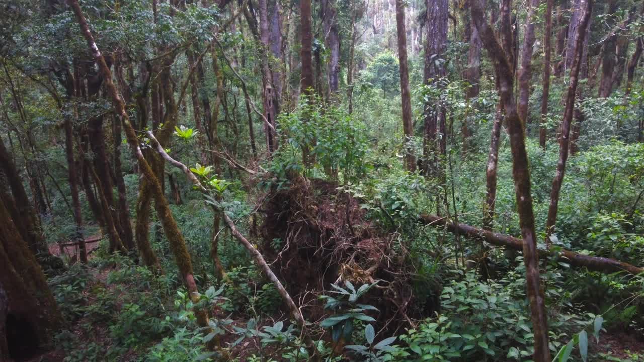 在中美洲茂密的热带丛林中，低空撤退视频素材