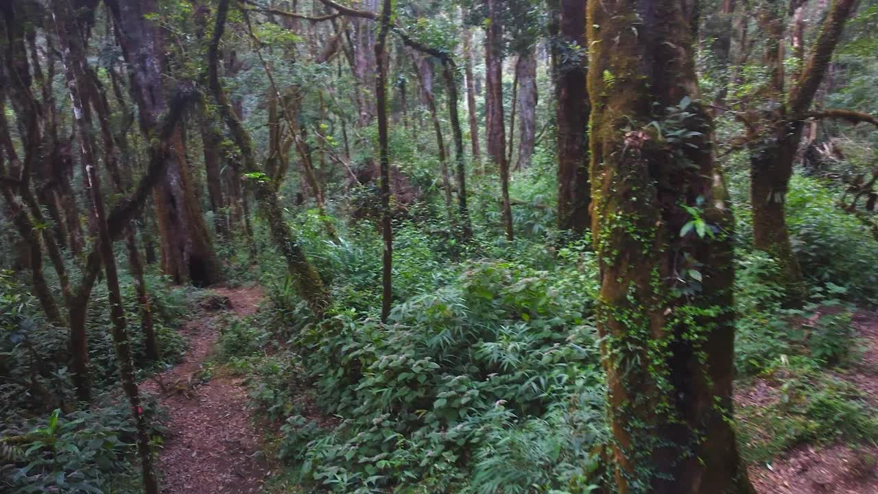 立交桥:洪都拉斯茂密茂密的丛林中崎岖的森林小路视频素材