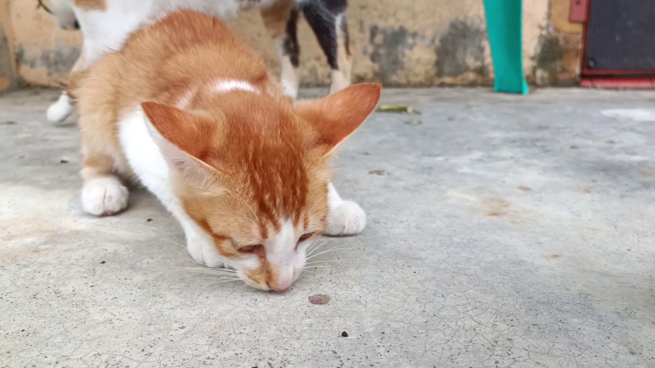 一群宠物猫在房子的露台花园外面玩耍视频素材