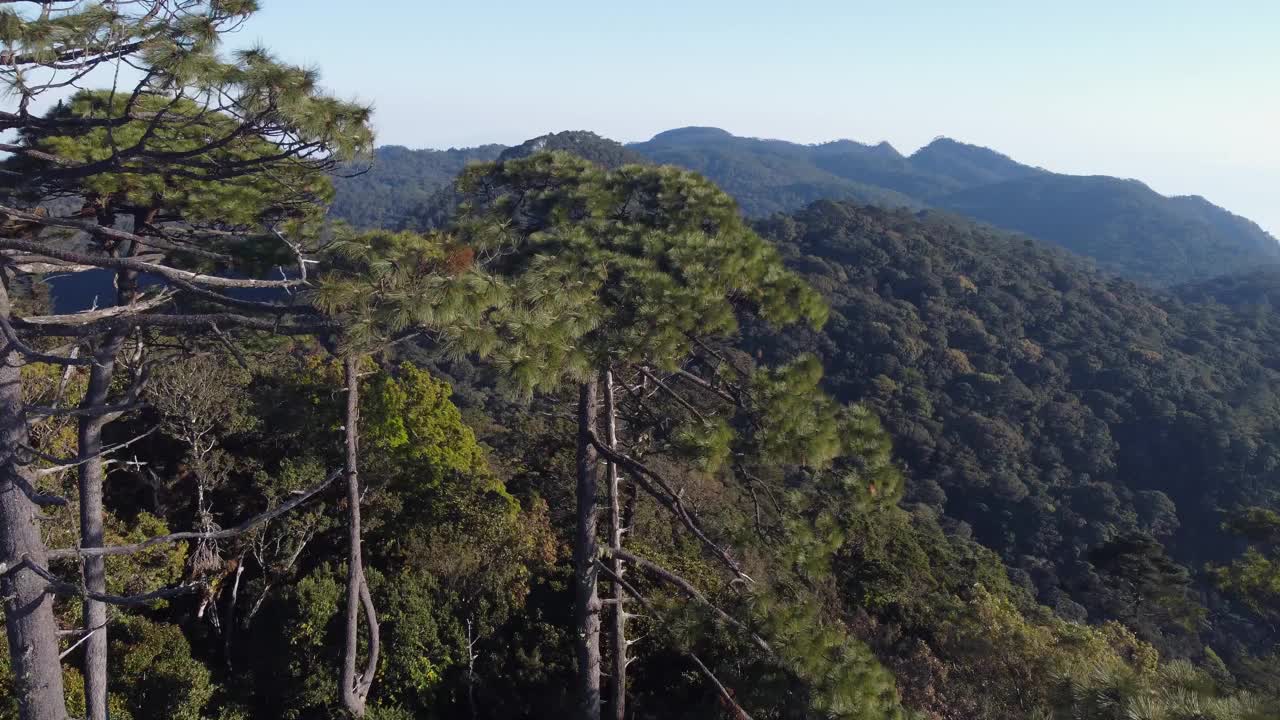 在洪都拉斯偏远的山坡上，航空轨道上的常绿树木视频素材